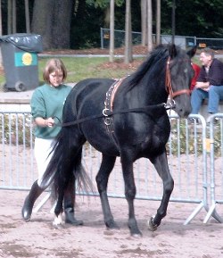 Ginza 2jährig an Doppellonge